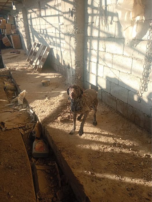 Продам  готсхара