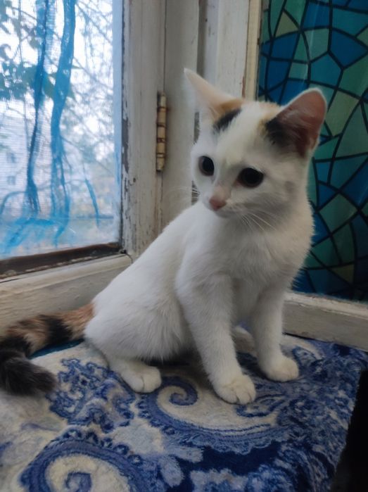 Котёнок девочка 4месяца