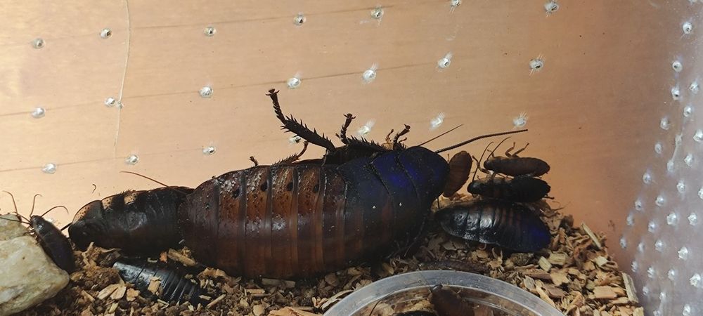 Мадагаскарские шипящие тараканы