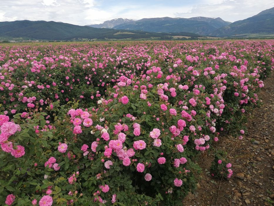 Butasi de trandafiri pentru Dulceata si ulei-Roza damascena