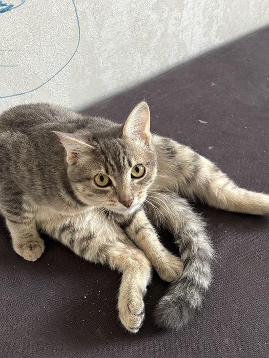 Кот, кастрирован