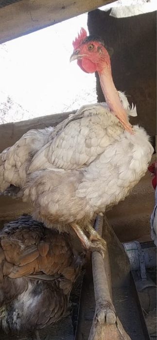 Инкубационное яйцо Амераукан 500