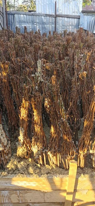 Butasi vita de vie direct de la producător