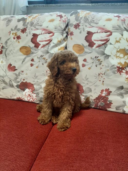 Pudel Red Mini cu pedigree