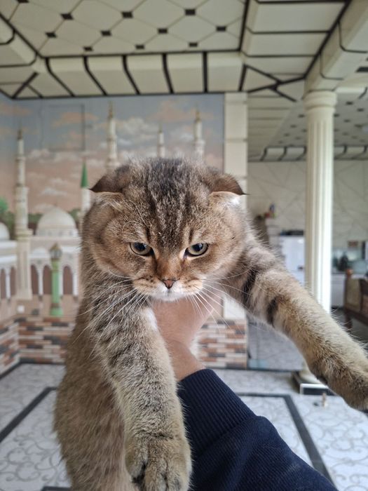 Sotilmaydi faqat vyazkaga beriladi 300ming so’m