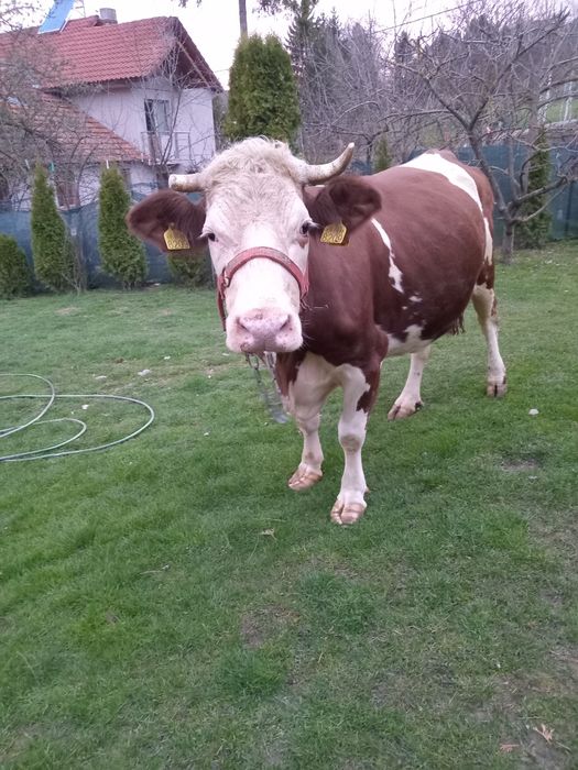 Vaca de 4 ani a doua fatare de vânzare, Întorsura Buzăului  rasa baltata romaneasca