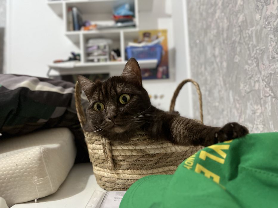 Отдам в добрые руки