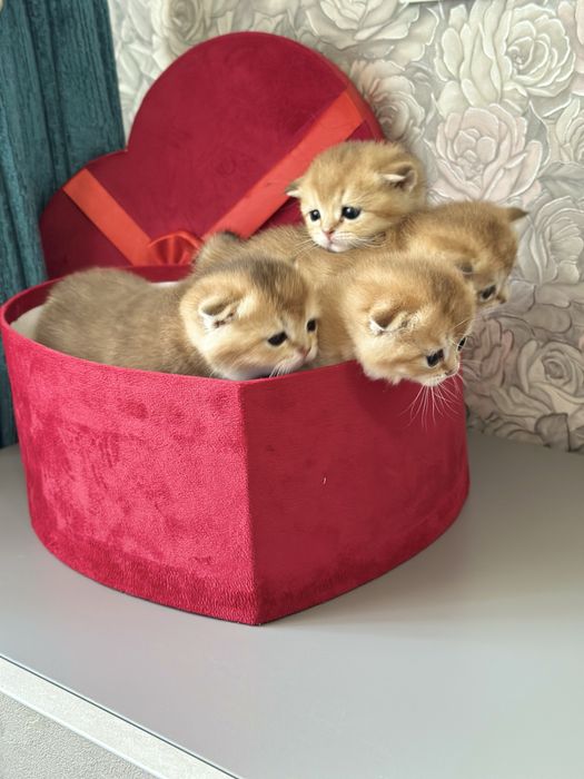 Продаются котята. Золотистые шиншиллы
