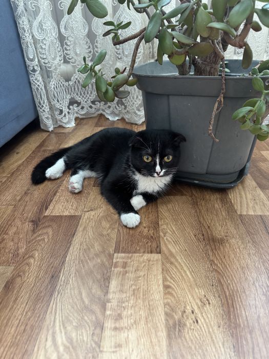 Отдам кошку бесплатно