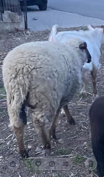 Berbecut de vanzare pentru Pasti