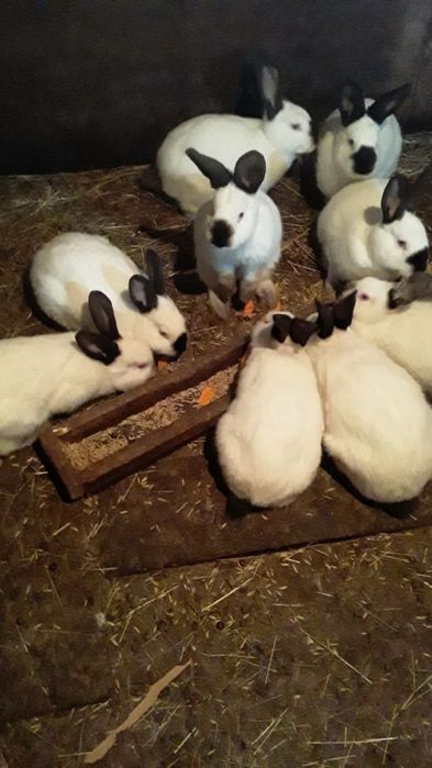 Продам кроликов