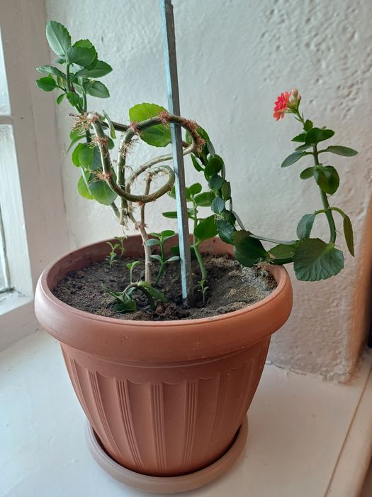 Продам комнатные цветы.