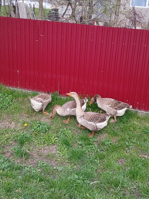 De vânzare gâște și gâscani Toulouse