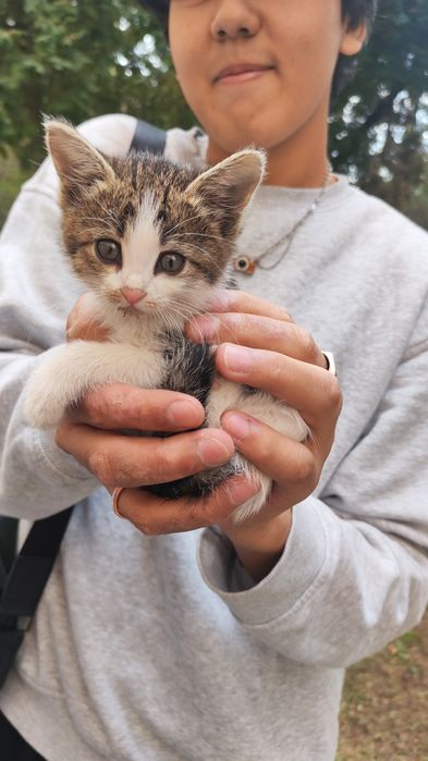 Отдам котика в добрые руки
