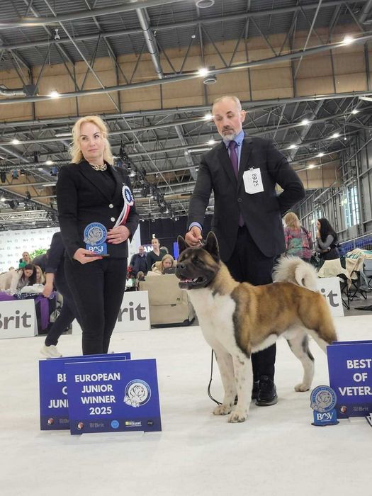 American Akita puppy