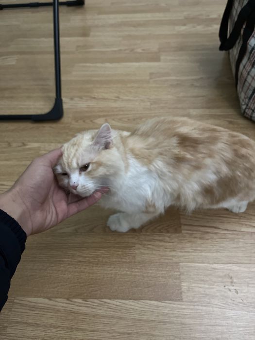 Котенок в добрые руки
