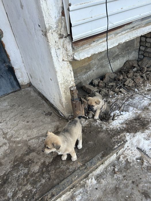Щенки дворняшки даром