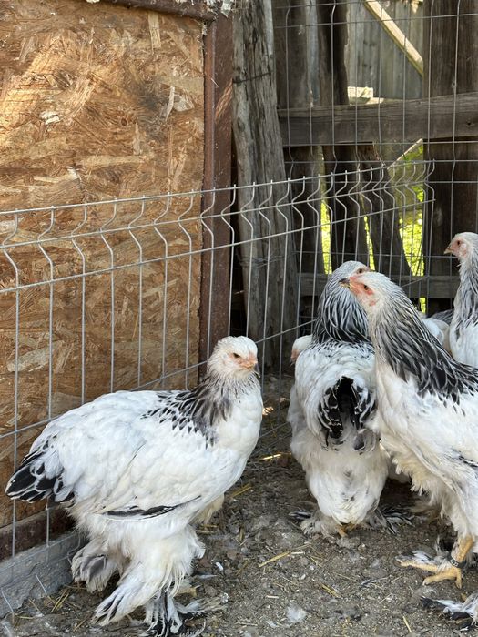 Disponibili tineret brahma herminat deschis