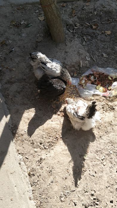 Тауықтар сатылады