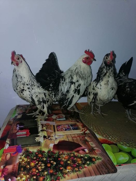 Cocoşei pitici de 2025