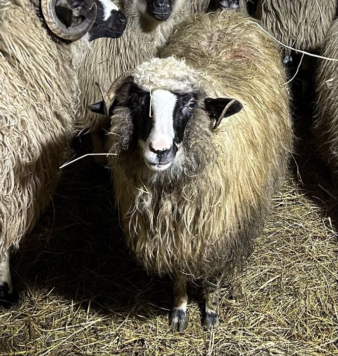 Vand oi (una e de 3 miei si una la prima fatare ) Sibiu • OLX.ro