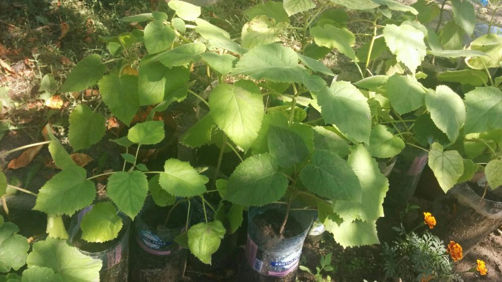 Paulownia Tomentosa, Eleongata rasad, paulonia, pawlonia