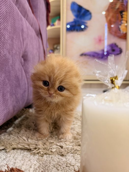 Шотланский скоттиш фолд!