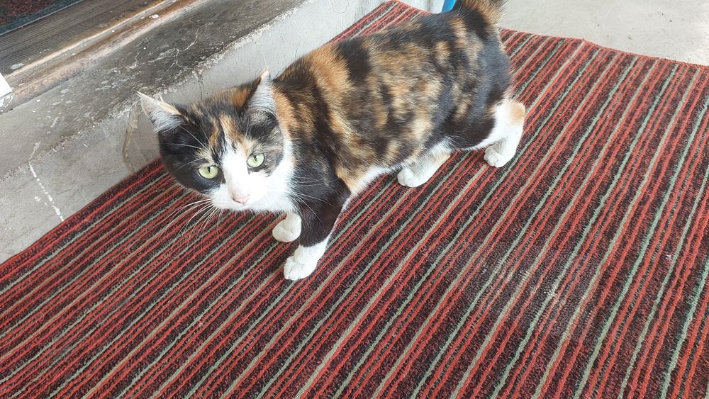 Бесплатно отдам котенка