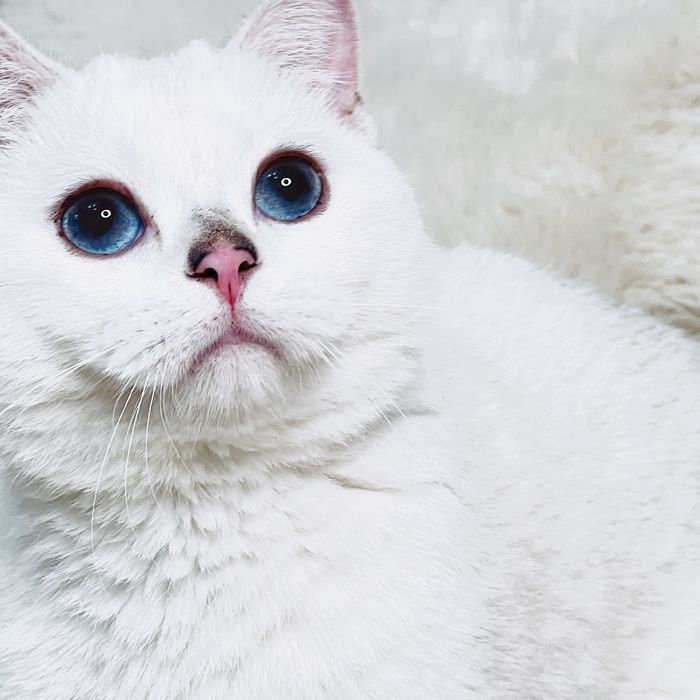 продается чистокровный кот