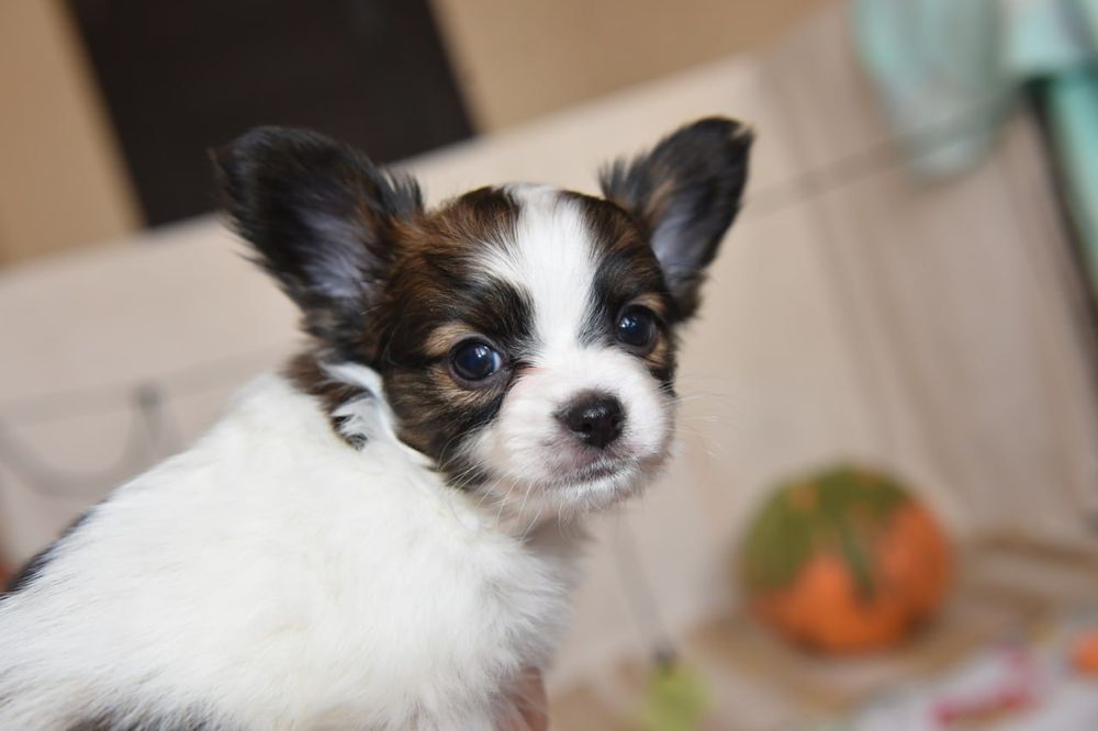 Щенки папийона для вас!