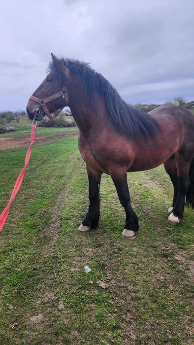 Vand armasar de 3 ani!