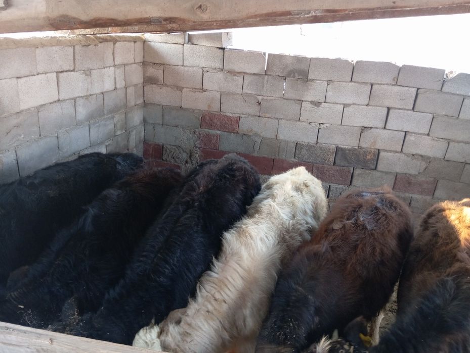 Продам бычков домашних