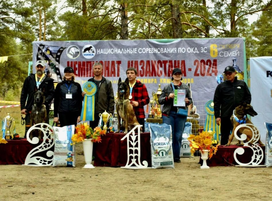 Дрессировка собак, кинолог