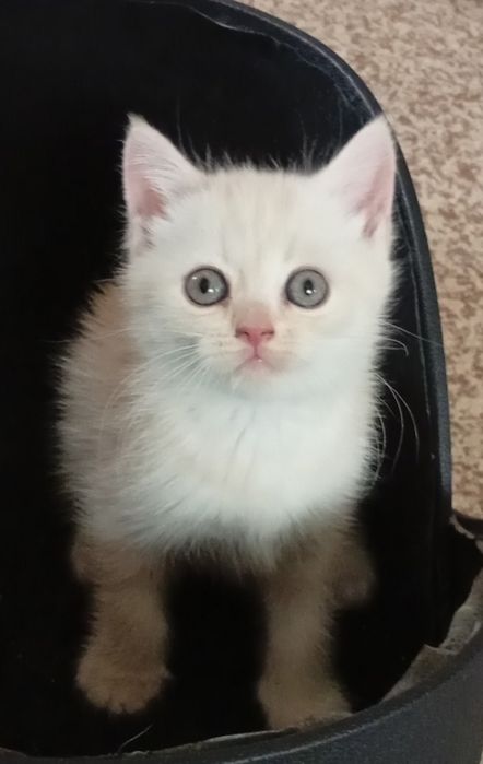 Срочно!Британские котята.Акция!За двоих 700.000!