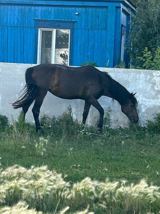 Продам кобылу полукровка.