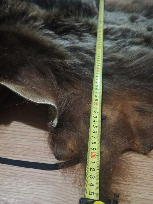 Piele de Urs Stare foarte buna