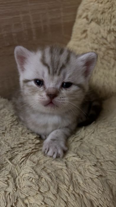 Продам СРОЧНО котят