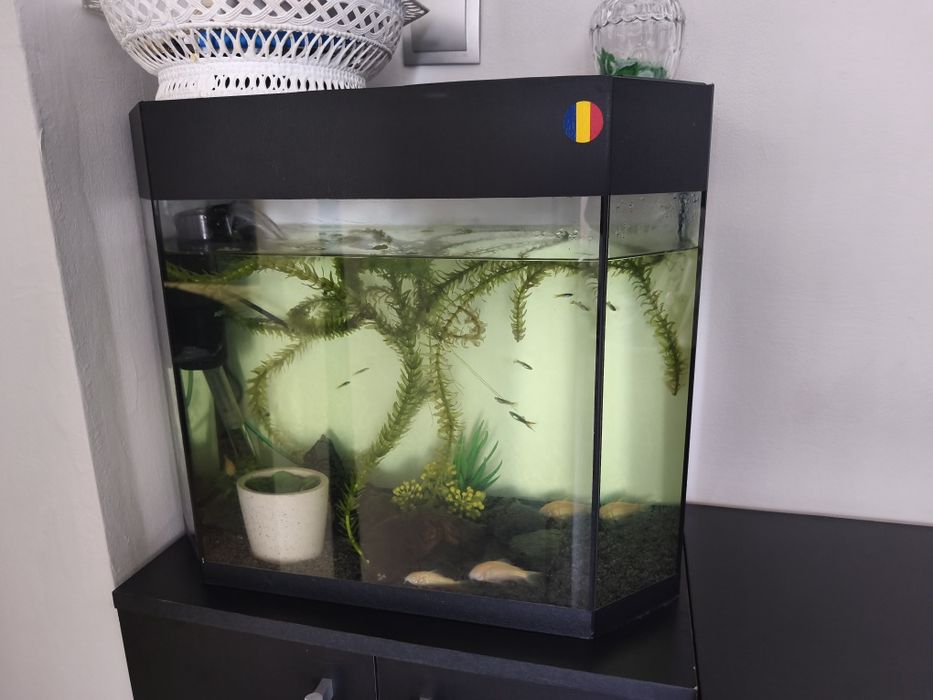 Vând acvariu cu accesorii