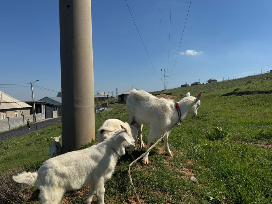 1  ешки 2 лагымен сутти