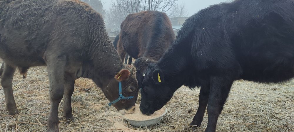 Продаю молодняков разных парод