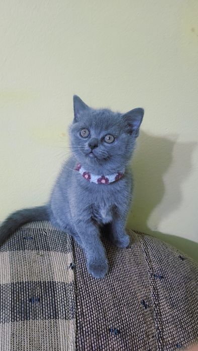 Британска късокосместа