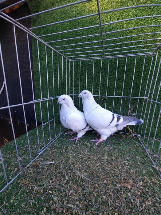 Porumbei rotati albi cu coada neagra,pescarusi chinezi,simi,standard