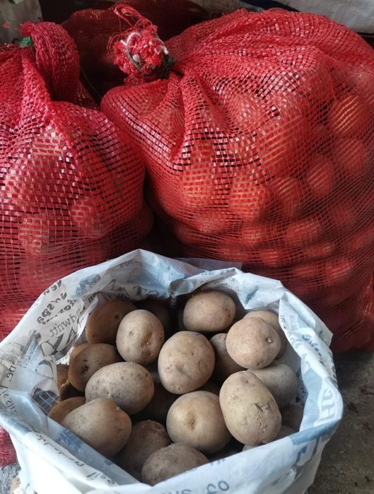 Картофель семенной