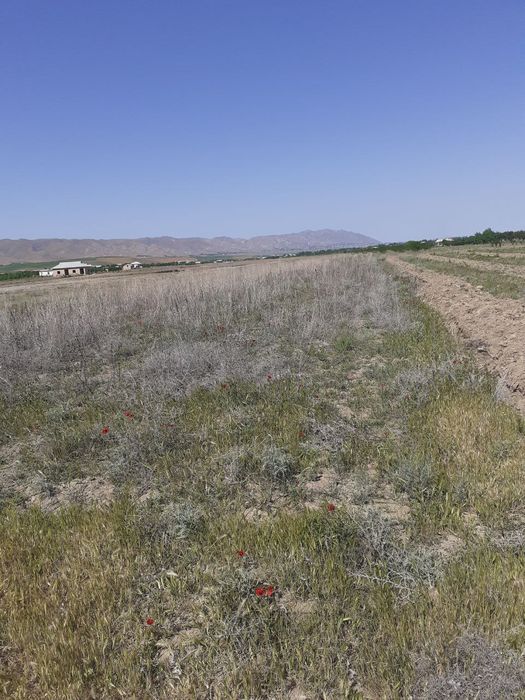 Yer, Uchaska sotiladi Qo'shrabot