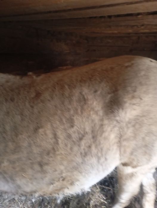 Vând cal 8 ani cuminte