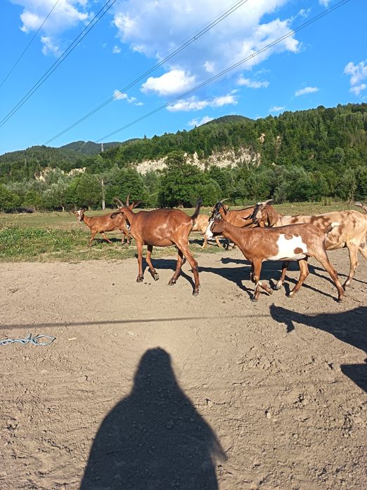Lot de capre genetică bună.