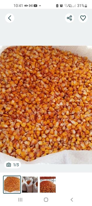 Vând porumb an 2025