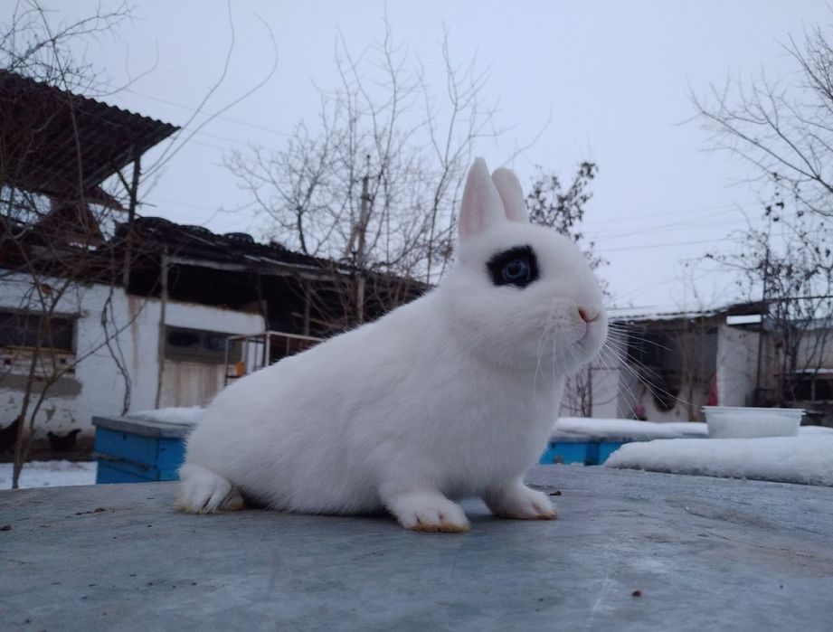 Кролик мини декоратиний