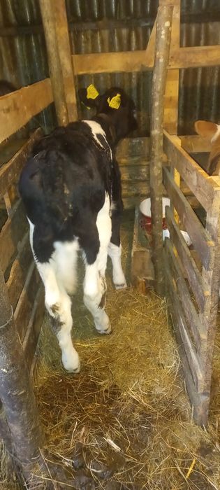 Tauras intarcat 6 sapt