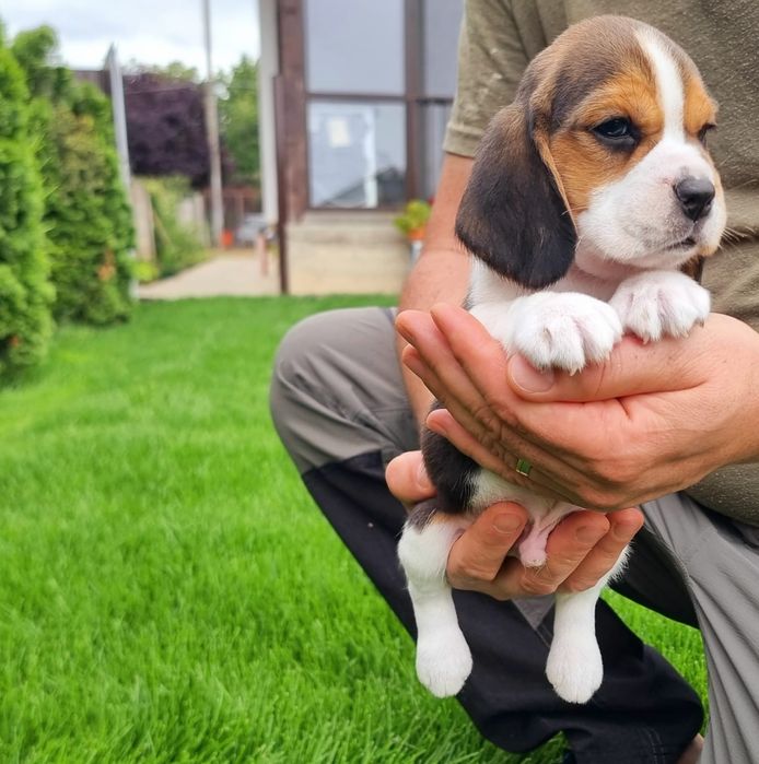 Beagle tricolor mascul